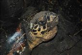 Hawksbill turtle awaiting its satellite transmitter: by bradnahill, Views[138]