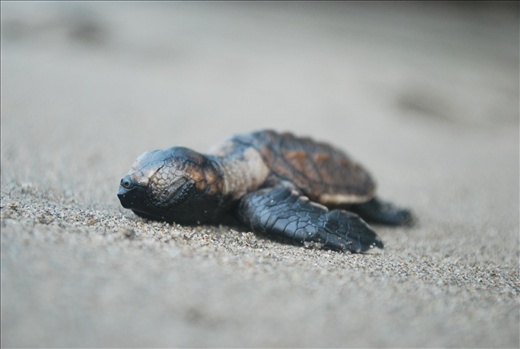 Sleepy hawksbill hatchling