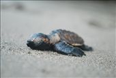 Sleepy hawksbill hatchling: by bradnahill, Views[413]