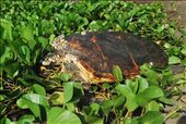 Endangered hawksbill turtle: by bradnahill, Views[202]