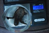 Weighing a hawksbill hatchling: by bradnahill, Views[117]