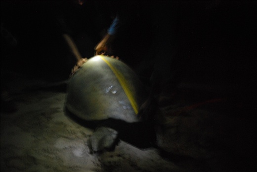 Measuring a green sea turtle