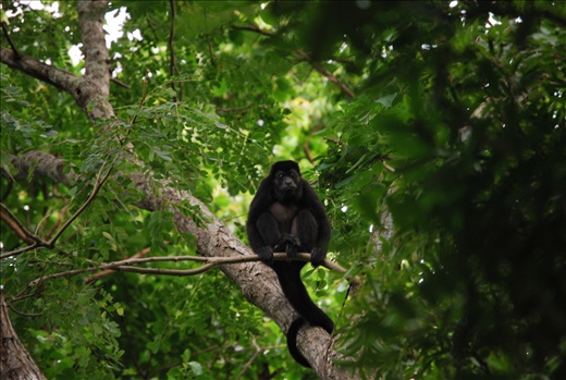 Howler monkey