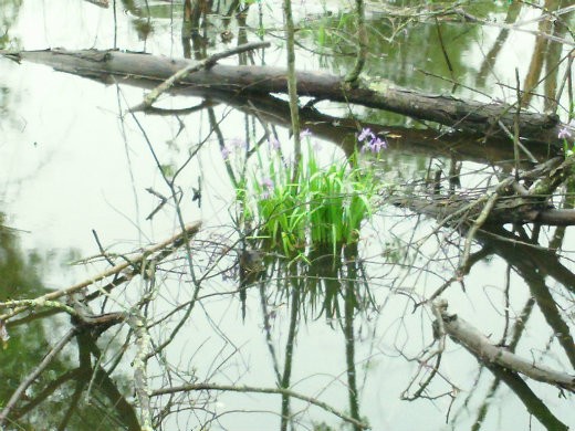 Life continues to thrive.