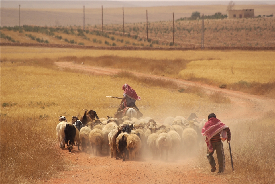 All members of bedouin families are taking part in everyday work. Boys are usually taking care of flocks of sheep and goats.