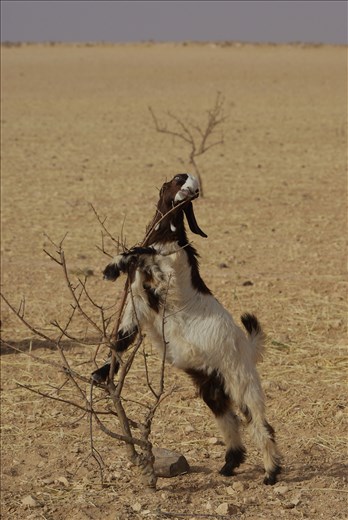 Coming from four seasons area one might wonder what these animals can feed on on the field
that has been harvested like this one and reminds scorched Earth. Well, some creaturee
are more creative than the others in finding ways how to fill up their stomach. And that´s the 
fascinating and inpiring thing about places like this - the ability of adaptation
in order to survive in harsh, but beautiful environment - making use of everything.