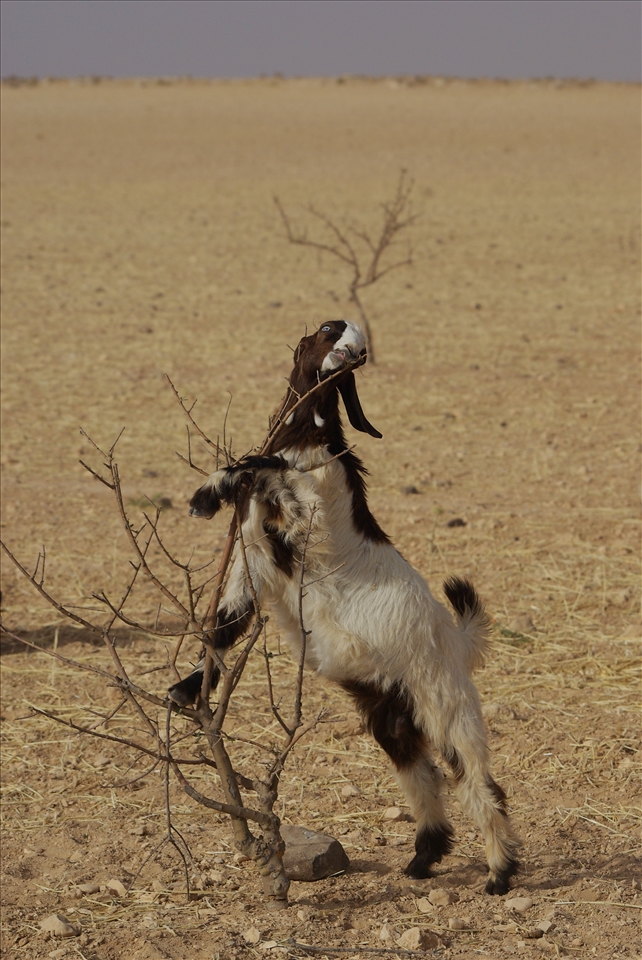Coming from four seasons area one might wonder what these animals can feed on on the field
that has been harvested like this one and reminds scorched Earth. Well, some creaturee
are more creative than the others in finding ways how to fill up their stomach. And that´s the 
fascinating and inpiring thing about places like this - the ability of adaptation
in order to survive in harsh, but beautiful environment - making use of everything.