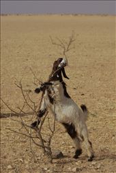 Coming from four seasons area one might wonder what these animals can feed on on the field
that has been harvested like this one and reminds scorched Earth. Well, some creaturee
are more creative than the others in finding ways how to fill up their stomach. And that´s the 
fascinating and inpiring thing about places like this - the ability of adaptation
in order to survive in harsh, but beautiful environment - making use of everything.: by breakingwave, Views[946]