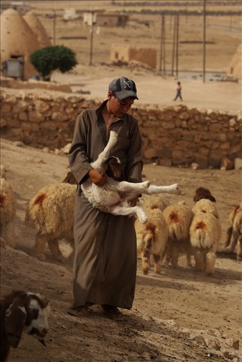 Boy right after he managed to catch lamb in order to put coloured dye on it.