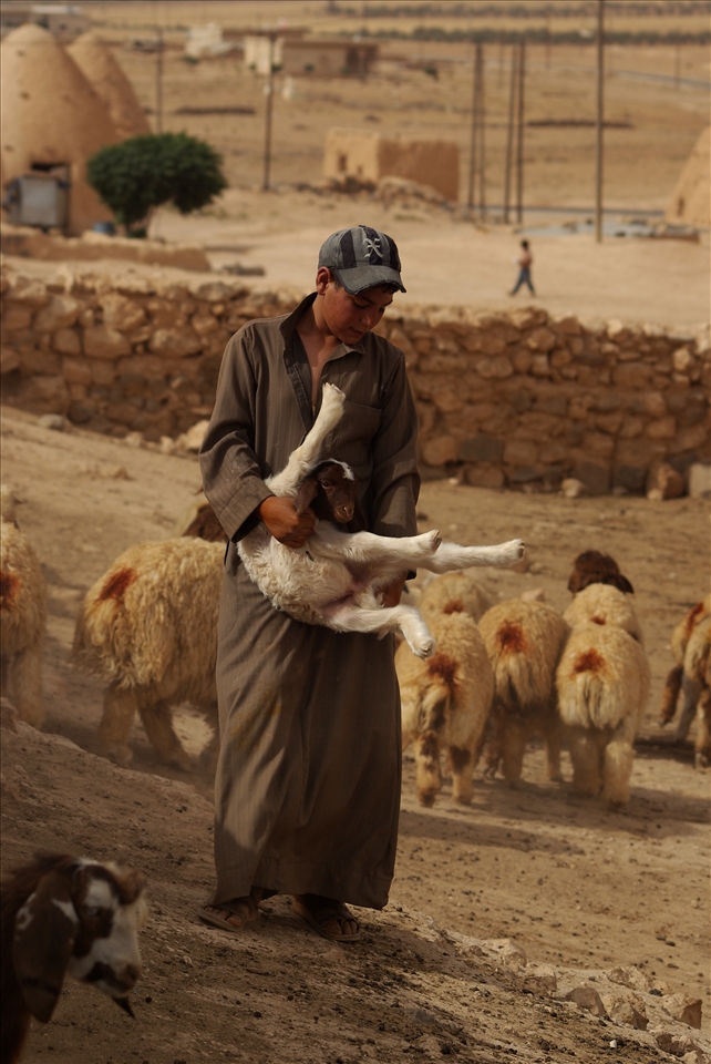 Boy right after he managed to catch lamb in order to put coloured dye on it.