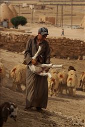 Boy right after he managed to catch lamb in order to put coloured dye on it.: by breakingwave, Views[757]