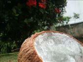 Icy Coconut: by breathingnature, Views[256]