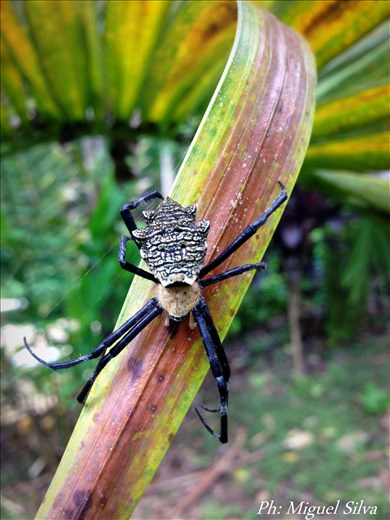 Argiope sp.