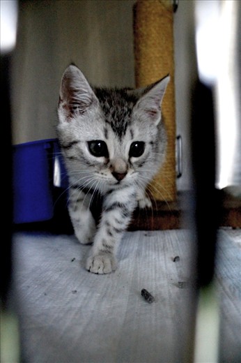 Stray Kitten Dr Dickens found on the way from a house call.