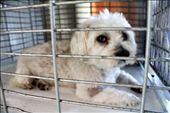 Pup after surgery.: by breesentry, Views[354]