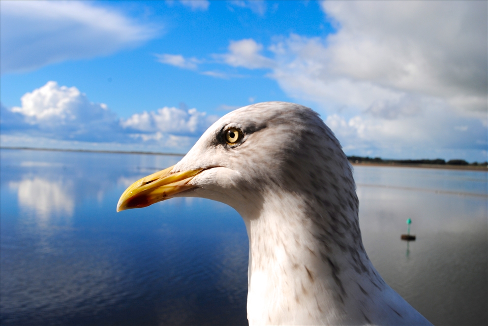Curious: Native gulls in North Wales proved the only british wildlife to cooperate with my camera lens. I sat for half an hour with these gulls, bribing them with all varieties of things to lure them closer to my lens. This curious fellow did just that. His place of residence is the strictly welsh speaking town of Caernarfon in North Wales. Across the bay lay the isle on Anglesey. After a while I was persuaded by my travel partner that day to farewell my feathered friends as fellow tourists wondered who the young Australian girl conversing with seagulls was, and why she was paying less attention to the huge stone castle which lay behind her. I got many good photographs of these birds, and I just loved capturing their curiosity and working hard to gain their trust all in pursuit of the perfect shot. 
