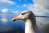 Curious: Native gulls in North Wales proved the only british wildlife to cooperate with my camera lens. I sat for half an hour with these gulls, bribing them with all varieties of things to lure them closer to my lens. This curious fellow did just that. His place of residence is the strictly welsh speaking town of Caernarfon in North Wales. Across the bay lay the isle on Anglesey. After a while I was persuaded by my travel partner that day to farewell my feathered friends as fellow tourists wondered who the young Australian girl conversing with seagulls was, and why she was paying less attention to the huge stone castle which lay behind her. I got many good photographs of these birds, and I just loved capturing their curiosity and working hard to gain their trust all in pursuit of the perfect shot. : by breewilkinson, Views[375]