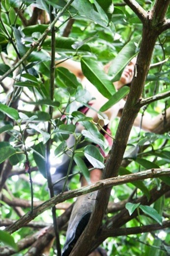 A volunteer climbs a yellow mangosteen tree in search of fruit