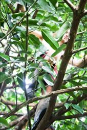 A volunteer climbs a yellow mangosteen tree in search of fruit: by brh721, Views[675]