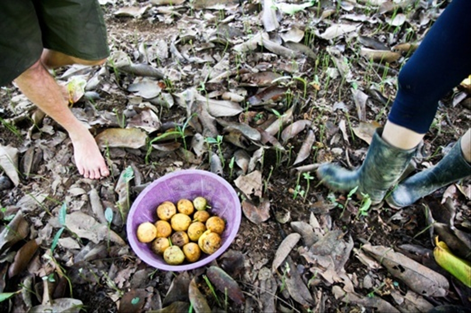 Harvest of Yellow Mangosteen, Garcinia zanthochymus.
