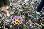 Harvest of Yellow Mangosteen, Garcinia zanthochymus.: by brh721, Views[824]