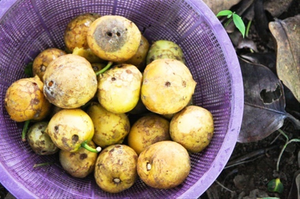This sour fruit is used to make jellies and jams.
