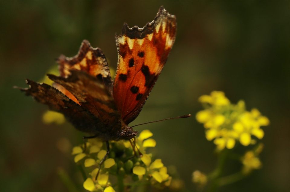There are so many different species of butterflies in Rainbow Falls, CO.