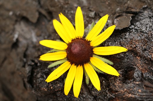At the peak of Summer the flowers are in full bloom and vibrant in color.