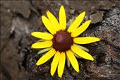 At the peak of Summer the flowers are in full bloom and vibrant in color.: by bridbrow, Views[263]