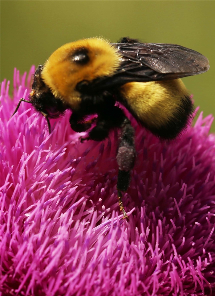 Bees fly so fast. I've never noticed the detail of their wings until now.