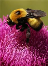 Bees fly so fast. I've never noticed the detail of their wings until now.: by bridbrow, Views[287]