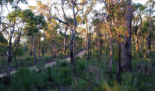 Tarnished forest - Once untouched, our bushlands now have their own built in paths- of varying degrees.