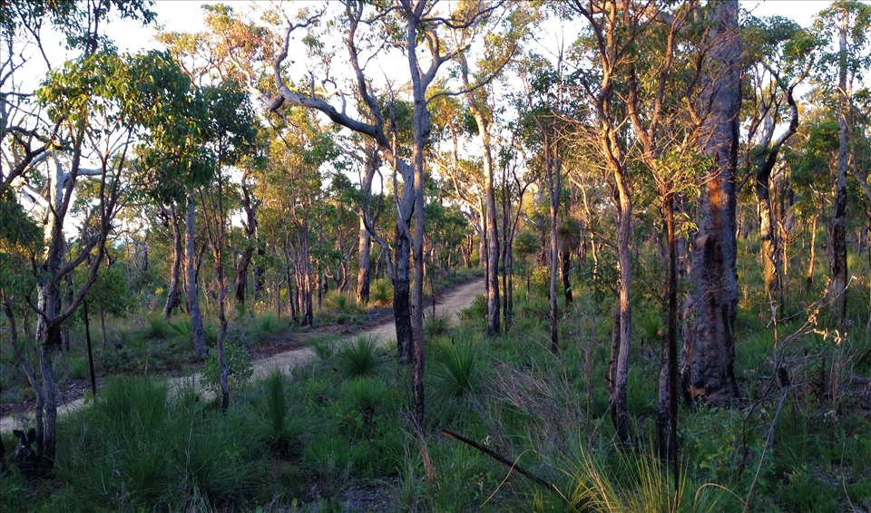 Tarnished forest - Once untouched, our bushlands now have their own built in pat