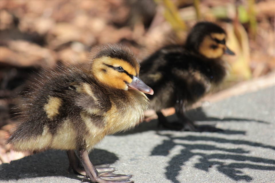 Ducklings in Chch, characteristic of Spring, growth, and buoyant endurance. This image is referencing the saying 'like water off a duck's back and how the bad things can roll away now and be let go'.
Even though winter was cold spring still came and brought with it new life, new ideas, and new hope to continue rebuilding Chch. The rebuild will make Chch young and vibrant again, and for the meantime is providing a lot of jobs in the building industry.
The shadow of a fern is present in this image, and I see this as being symbolic of something very kiwi about how Chch is enduring and overcoming its hardships. And how Chch wouldn't be getting back on track without the support of the whole country.