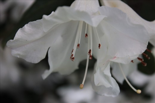 A lily growing in Christchurch, characteristic of the garden city reputation.
This white lily faces down, and has a solemn beauty about it.
This image is in homage to the cherished buildings which fell and the people who lost their lives in the February 2011 earthquake. It also references the installation piece that consisted of white painted chairs and cribs - the memorial for those who died.
This flowers beautiful petals will fall, but it's roots will regrow more flowers in years to come.