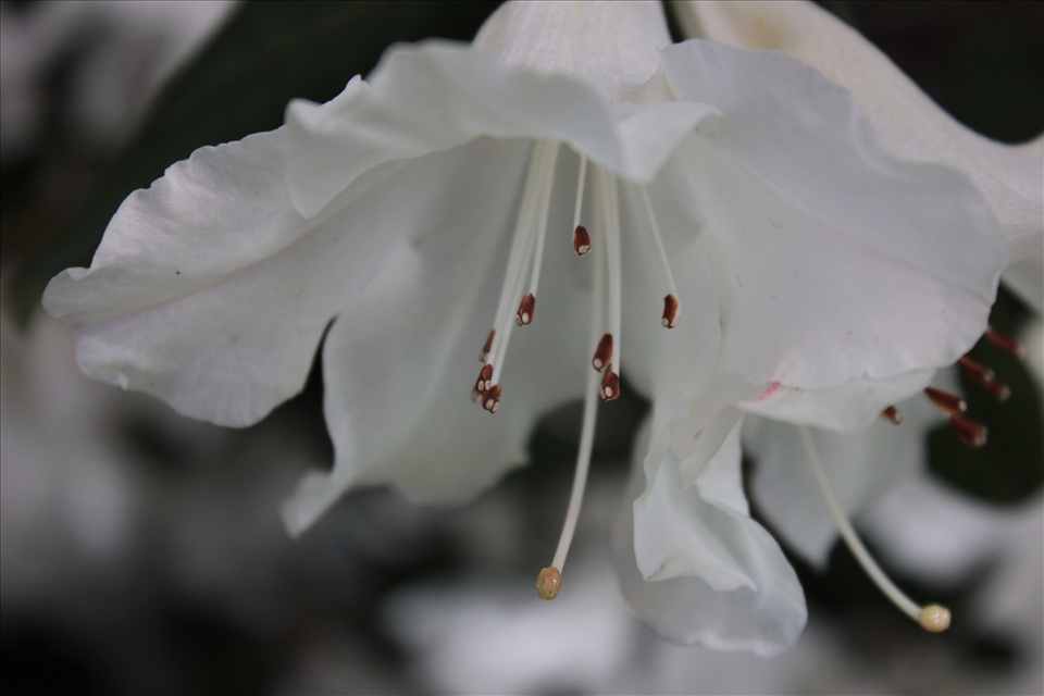 A lily growing in Christchurch, characteristic of the garden city reputation.
This white lily faces down, and has a solemn beauty about it.
This image is in homage to the cherished buildings which fell and the people who lost their lives in the February 2011 earthquake. It also references the installation piece that consisted of white painted chairs and cribs - the memorial for those who died.
This flowers beautiful petals will fall, but it's roots will regrow more flowers in years to come.