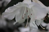 A lily growing in Christchurch, characteristic of the garden city reputation.
This white lily faces down, and has a solemn beauty about it.
This image is in homage to the cherished buildings which fell and the people who lost their lives in the February 2011 earthquake. It also references the installation piece that consisted of white painted chairs and cribs - the memorial for those who died.
This flowers beautiful petals will fall, but it's roots will regrow more flowers in years to come.: by brielle, Views[553]
