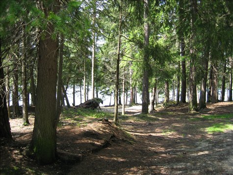 seeufer im schatten der föhren.