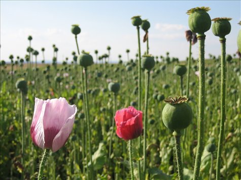 mo(h)n(d)landschaft?