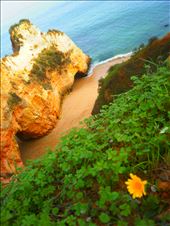 Secluded cove and a wild flower. : by bringthehorizon, Views[247]