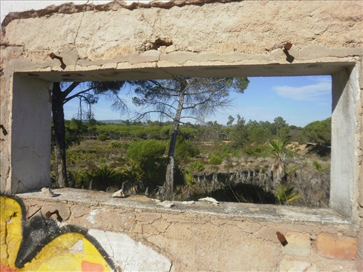 The thirsty wilderness framed by a forgotten window.