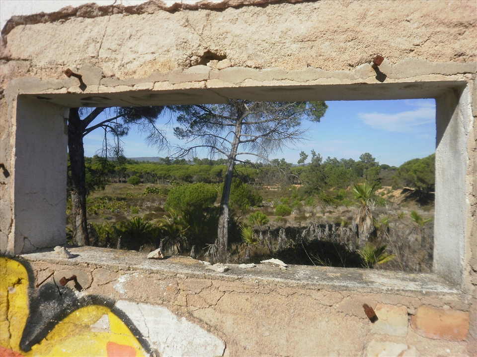The thirsty wilderness framed by a forgotten window.