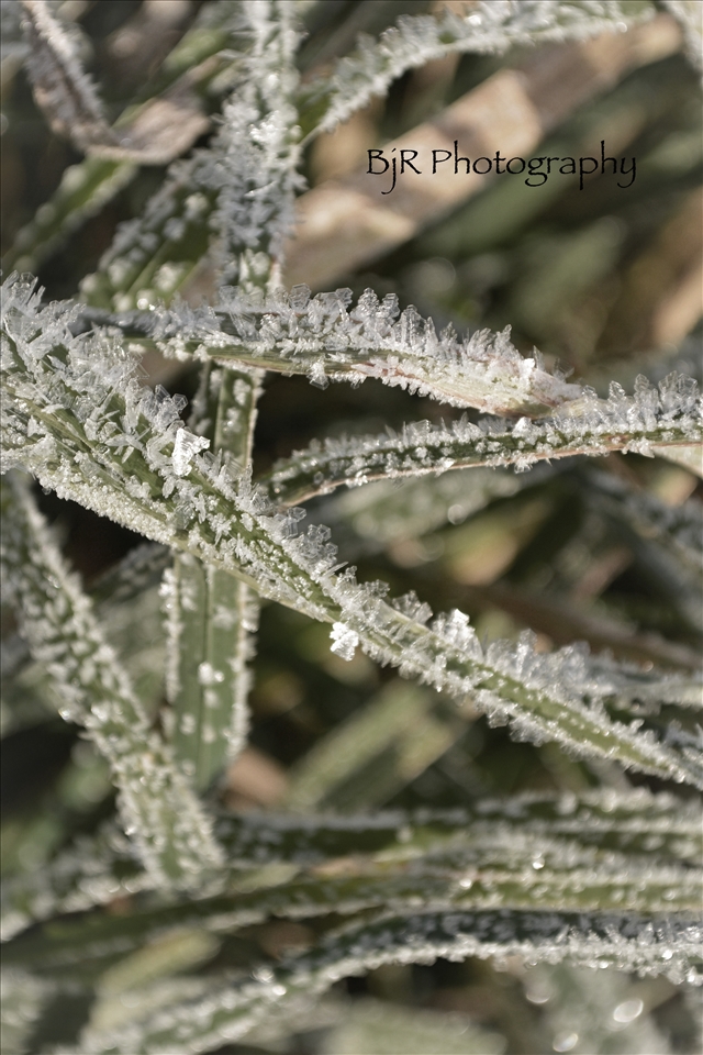 The whole farm was covered on a November morning with this crystal like frost.