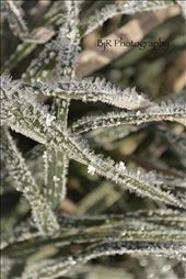 The whole farm was covered on a November morning with this crystal like frost.: by briroesslein, Views[245]