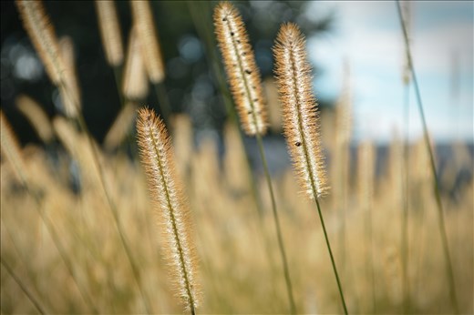 
Taken in October 2014 on my family farm in Monticello, Wisconsin.