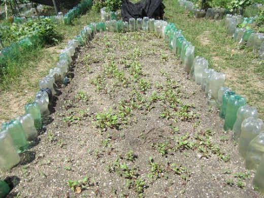 New seeds that were bought are looking good