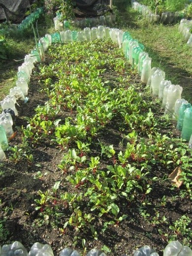 Beets are taking off