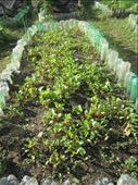 Beets are taking off: by brismalls, Views[123]