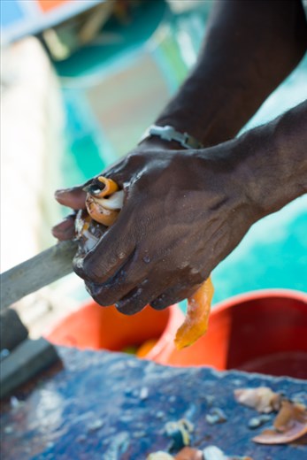 Preparing fresh conch.
