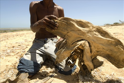 A fisherman shares the head of a hammerhead shark he caught while fishing